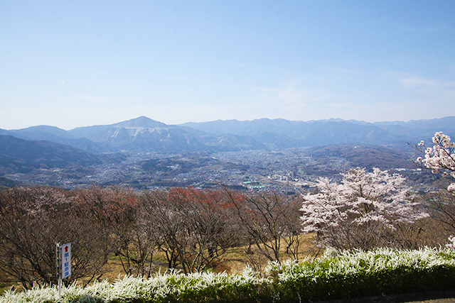 美の山公園：サクラ