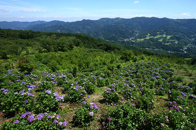 美の山公園：アジサイ