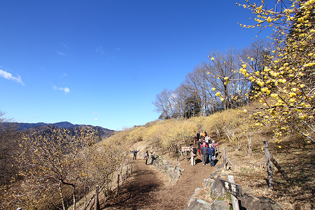 宝登山ロウバイ