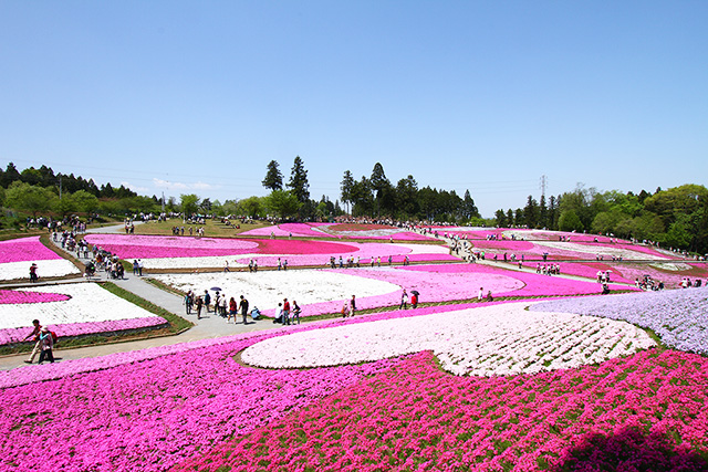 秩芝桜の丘