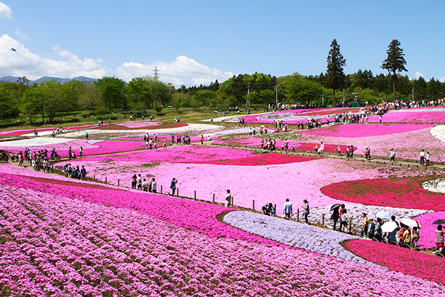 芝桜の丘